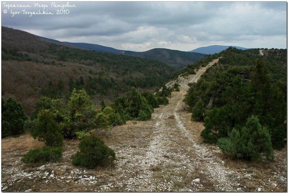 шесхарисское можжевеловое редколесье. шесхарисское можжевеловое редколесье. шесхарисское можжевёловое редколесье. шесхарисский можжевельник. можжевеловый лес новороссийск.