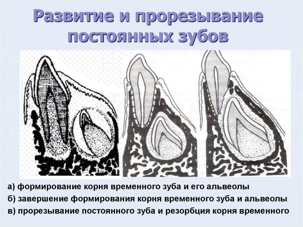 Прорезывание корня постоянного зуба. Формирование зачатков временный зубов. Стадии формирования постоянного зуба. Формирование зачатков постоянных зубов. Развитие зубов у человека