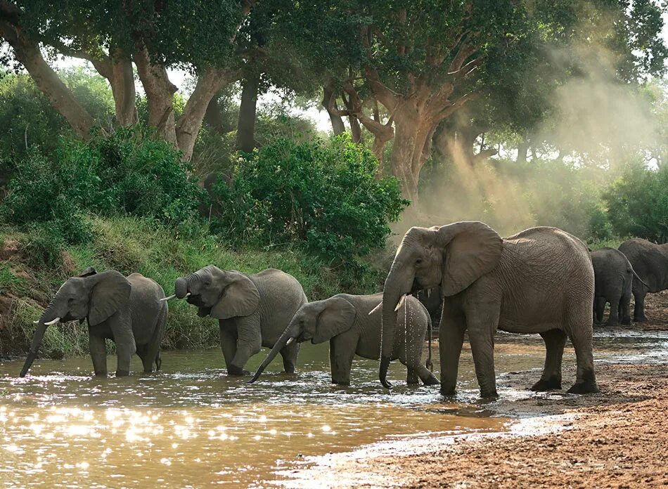 Дикие звери пермского края. Тигр среда обитания. Фосса псевдопенис. В естественной среде они. Бурый медведь в тайге россии.