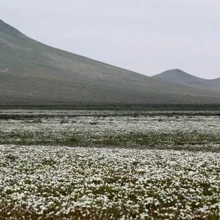 Пустыня атакама осадки
