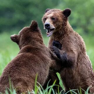 Bear look
