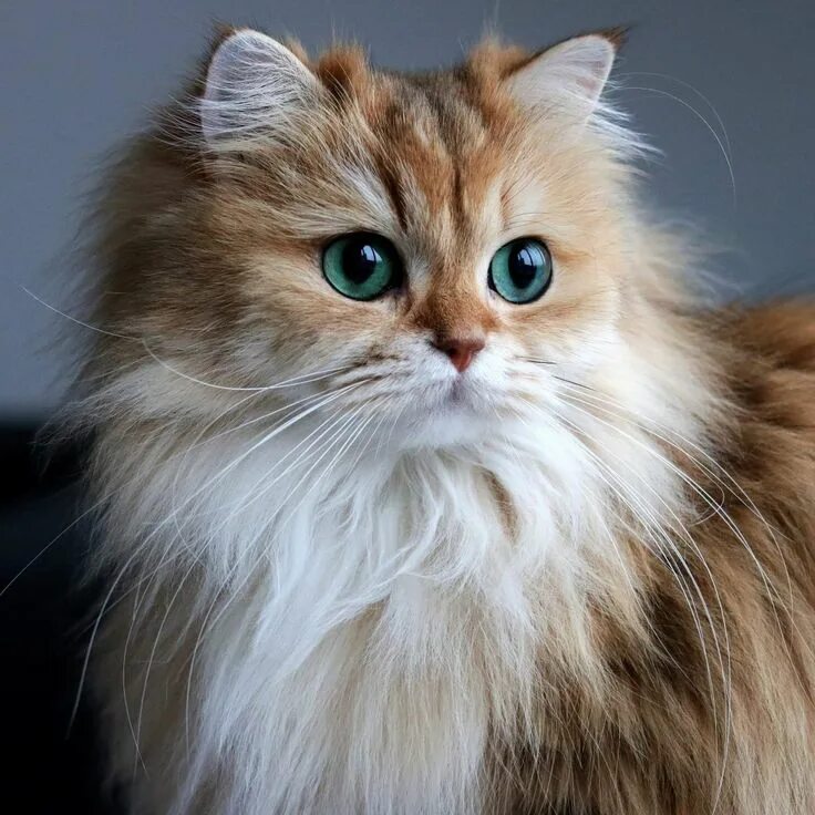 The 5 Most Popular Cat Breeds? Popular cat breeds, Cute cats, Himalayan cat