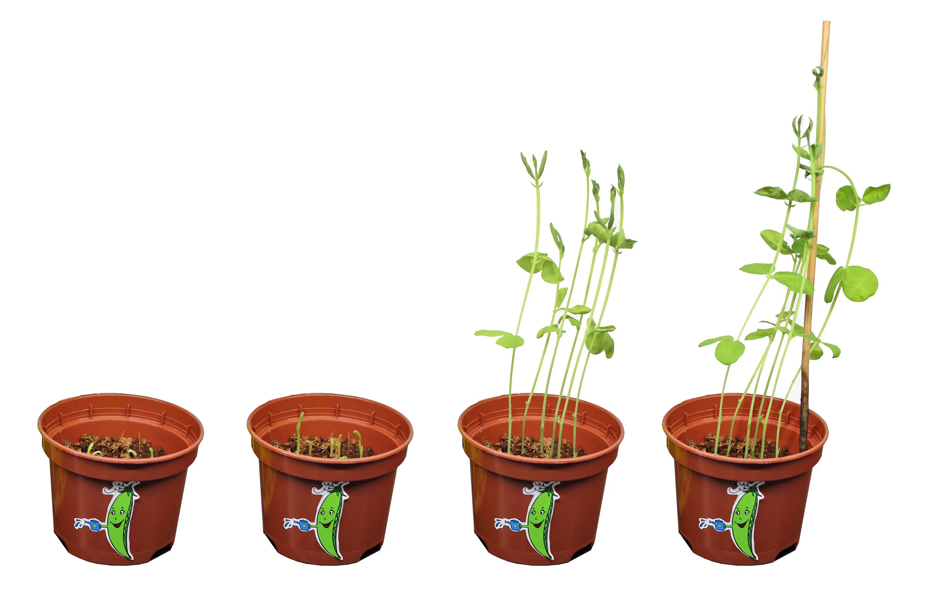 кашпо в горошек. горох в горшке. горшок в горошек. горшок для цветов 6,7 л знатный мп304ш, шоколадный, поддон. горшок-кашпо "горошек" 3л с под(бел-крас).