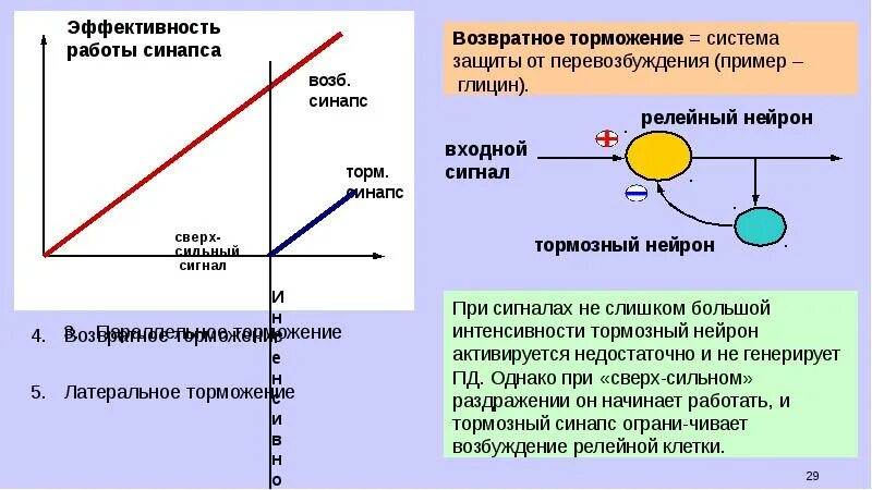 Возвратное торможение физиология. Механизм возвратного торможения. Возвратное торможение пример. Возвратное торможение