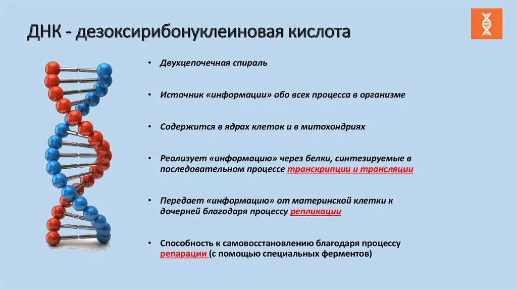 Где сделать генетический. ДНК основные понятия. Дезоксирибонуклеиновая кислота. Дезоксирибонуклеиновая кислота ДНК. Структура ДНК человека.