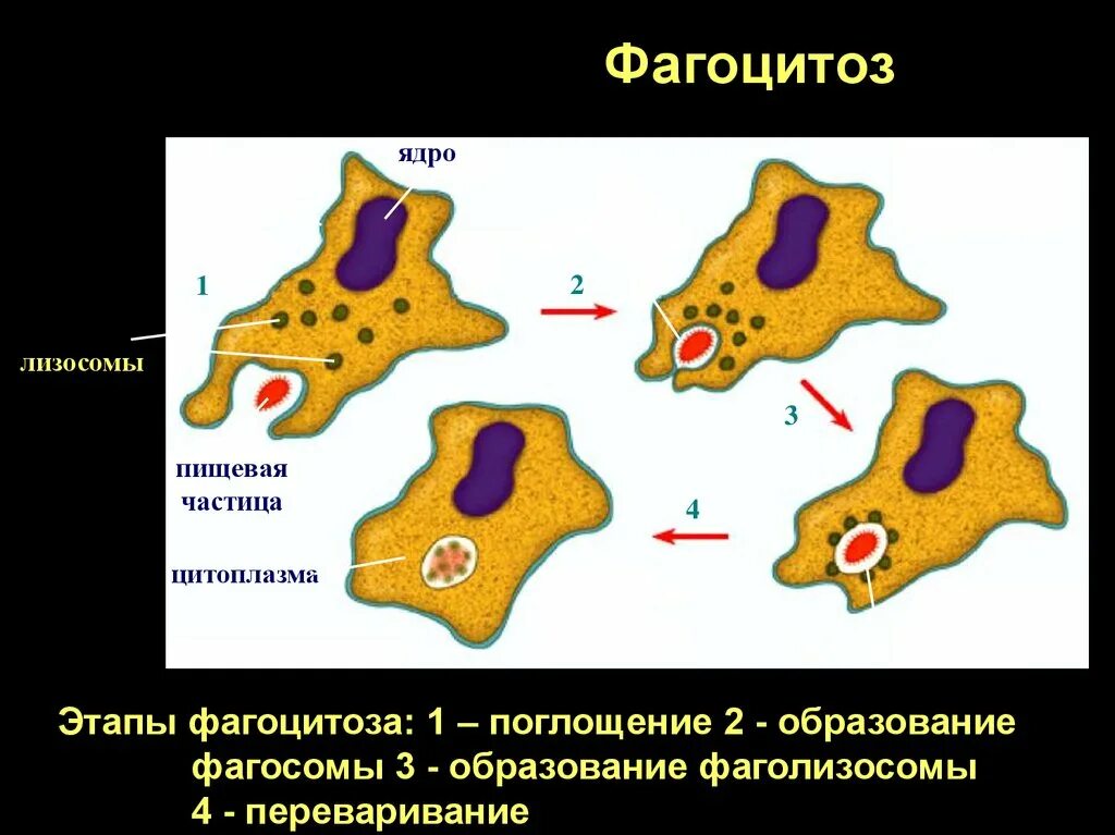 Фагоцитоз фагосома. Фагоцитоз лизосома. Образование фаголизосомы. Этапы фагоцитоза.