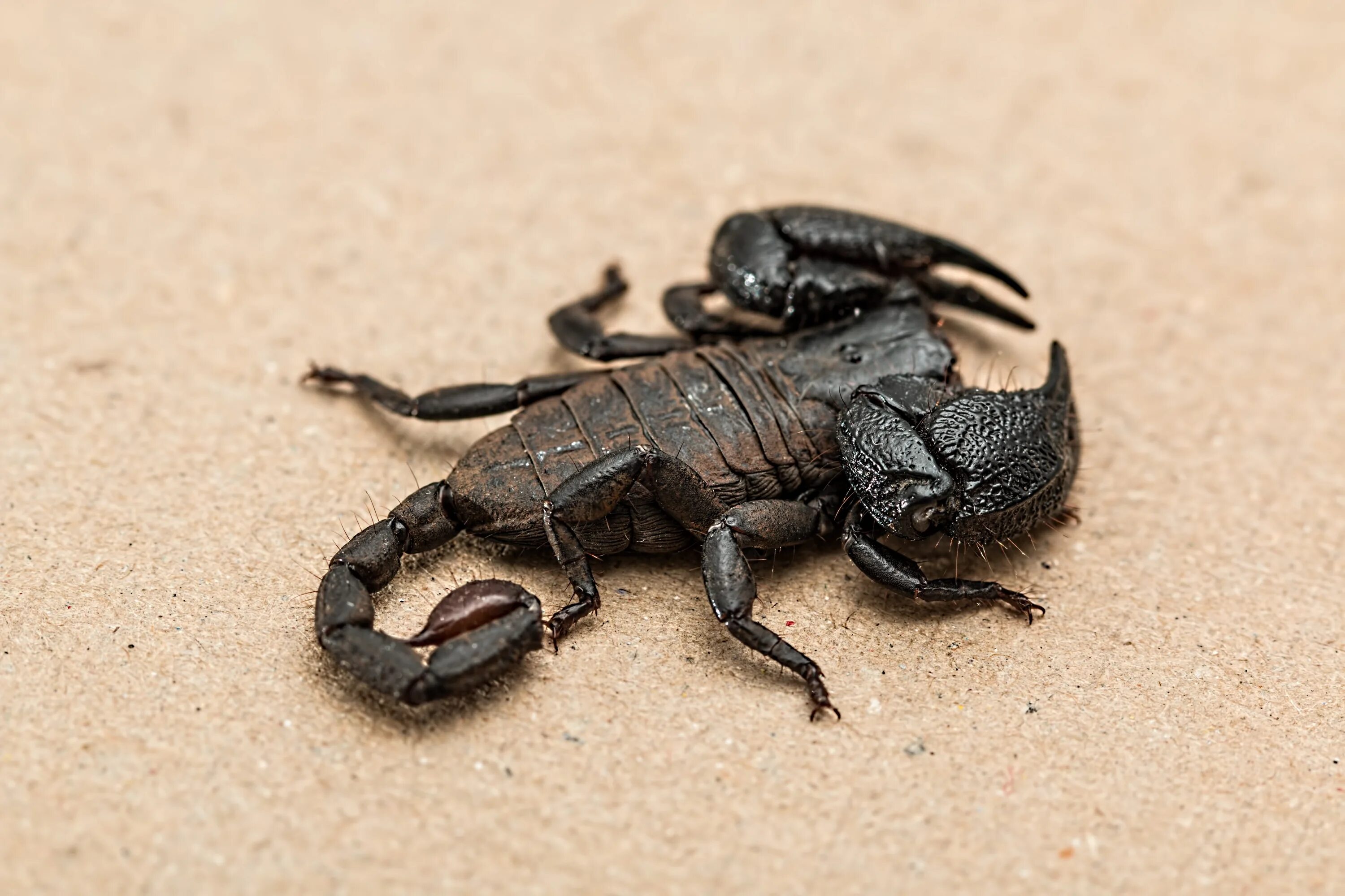 Animals scorpions. Арахнид Скорпион. Жук Скорпион. Императорский Скорпион. Скорпионы паукообразные.