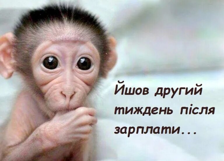 Работа есть зарплаты нет. После зарплаты. открытка с первой зарплатой. картинки зарплата и после. неделя до зарплаты.