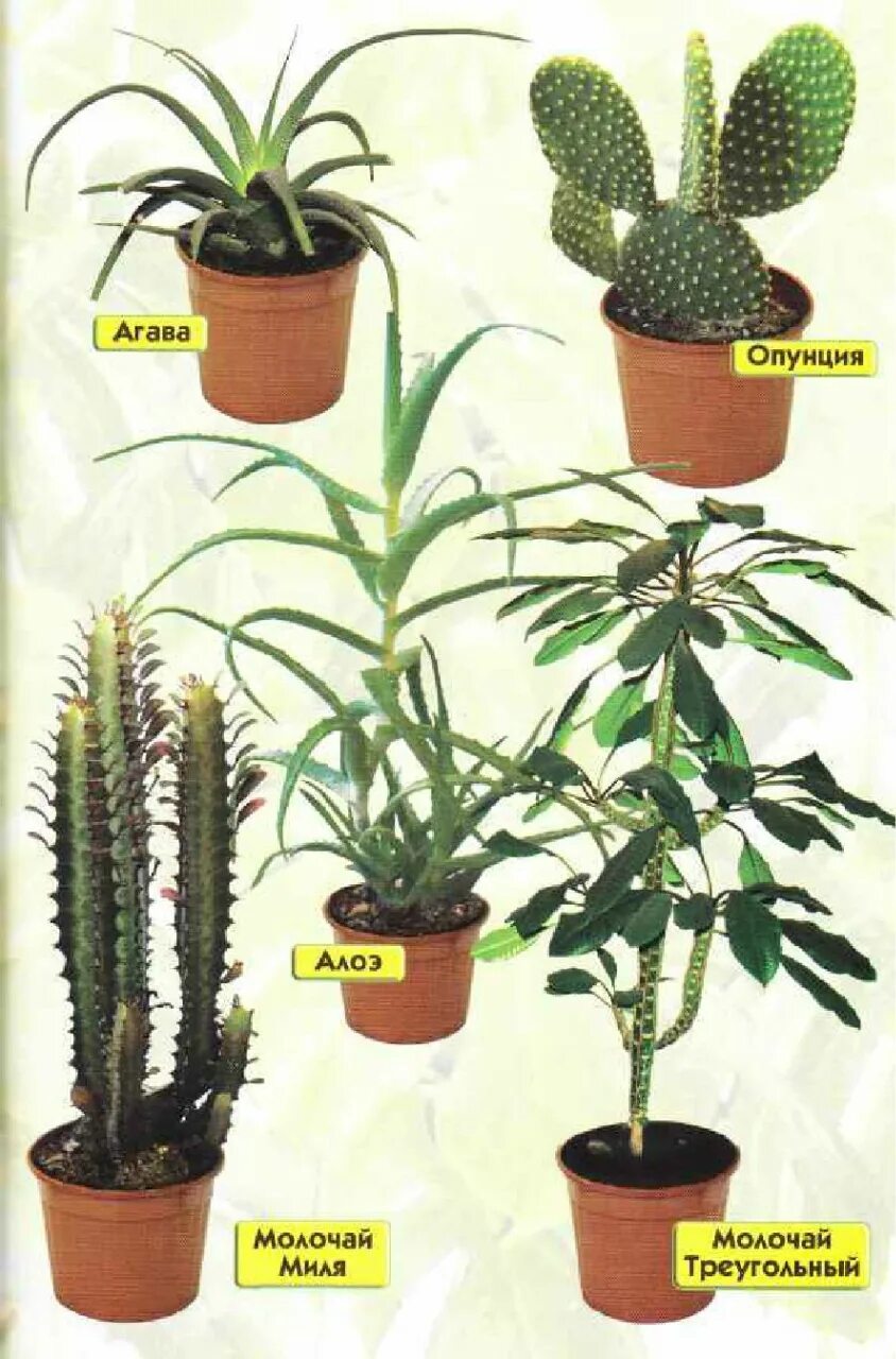 Разновидности комнатных растений фото и описание Pin on Полезные советы Plants, House plants, Outdoor herb garden