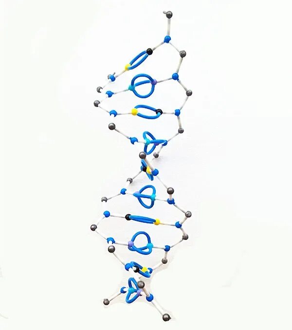 Модель молекулярной структуры ДНК. Молекула ДНК. Спираль ДНК модель. Макет ДНК.
