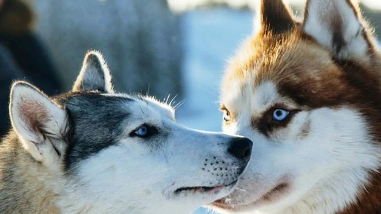 Маламут воет. Красивые сибирские хаски. Лайка лает. Порода похожая на хаски. Хаски воет.