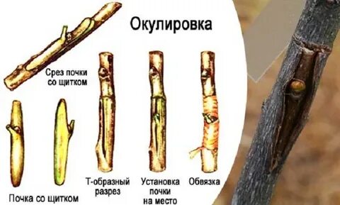 Привить почкой