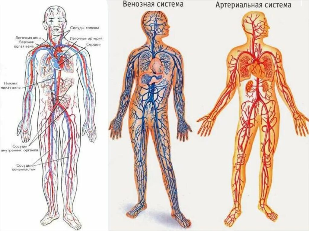 Артерии и вены человека схема. Венозная система и артериальная система. Кровеносная система человека циркуляция крови. Венозная система человека анатомия схема. Вены и артерии схема