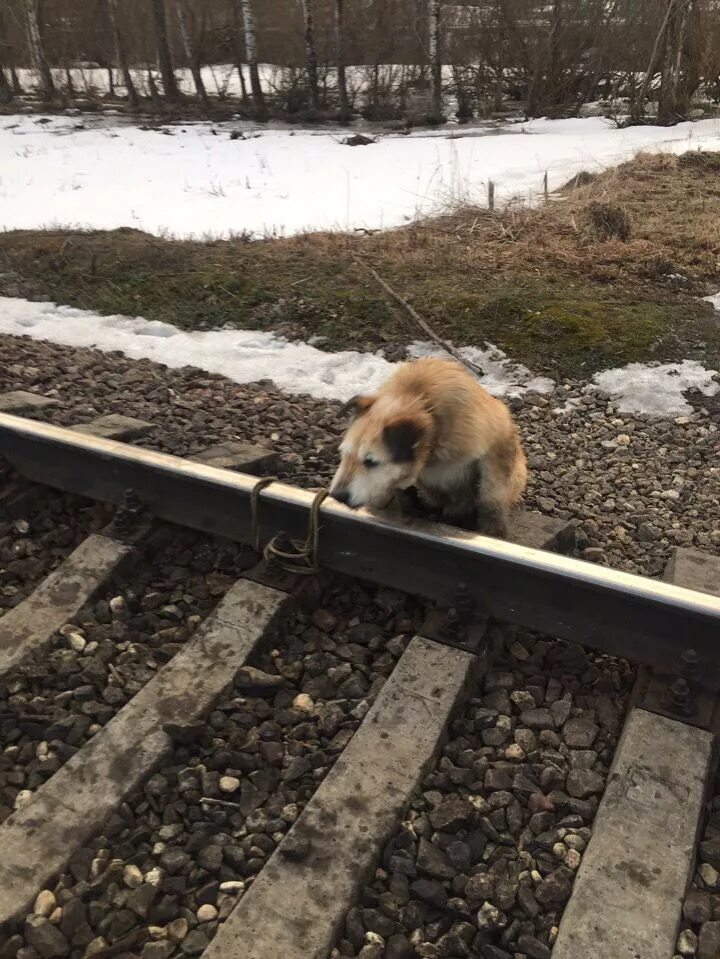 Не заметила поезд. Собака на железной дороге. Собаку привязали к рельсам.