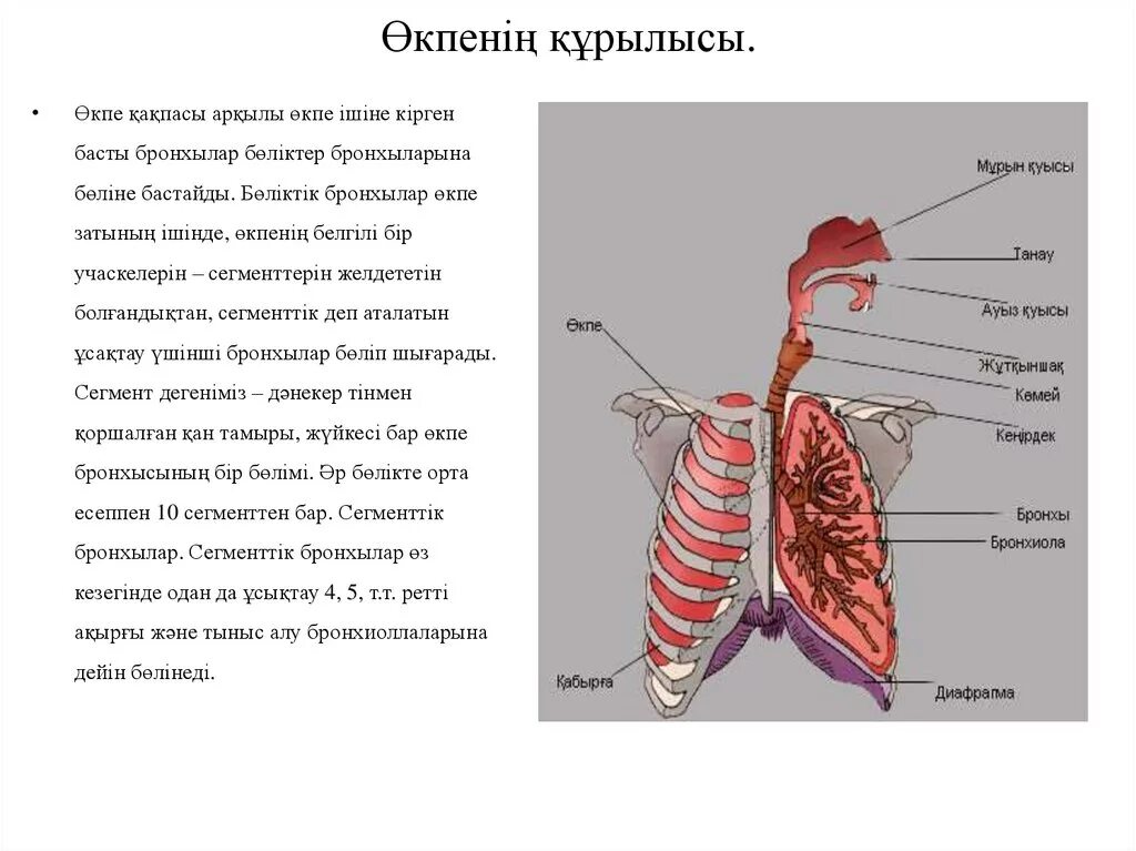 Және тыныс алу