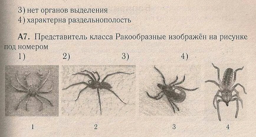 Биология тест класс насекомые. Членистоногие контрольная. Членистоногие классы. Тип Членистоногие. Работа 7 Тип Членистоногие класс насекомые.