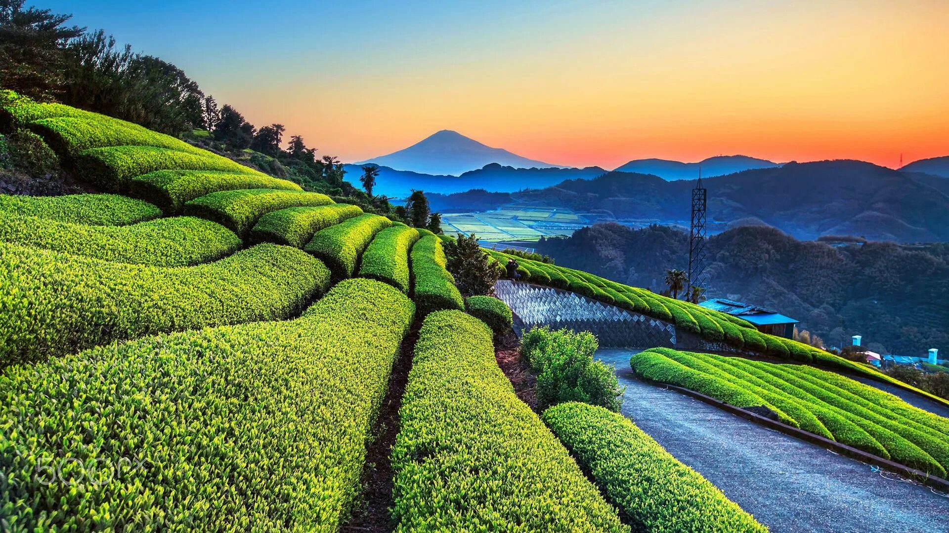 Чайные плантации в Китае. Префектура Сидзуока чайная плантация. Чайная плантация Китай Юннань. Чайные плантации в Японии. Шри ланка япония