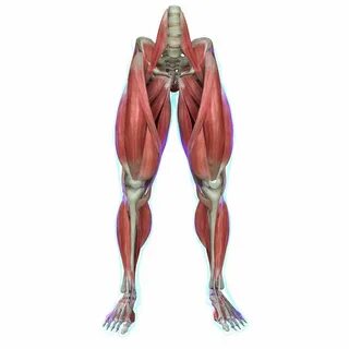Human leg