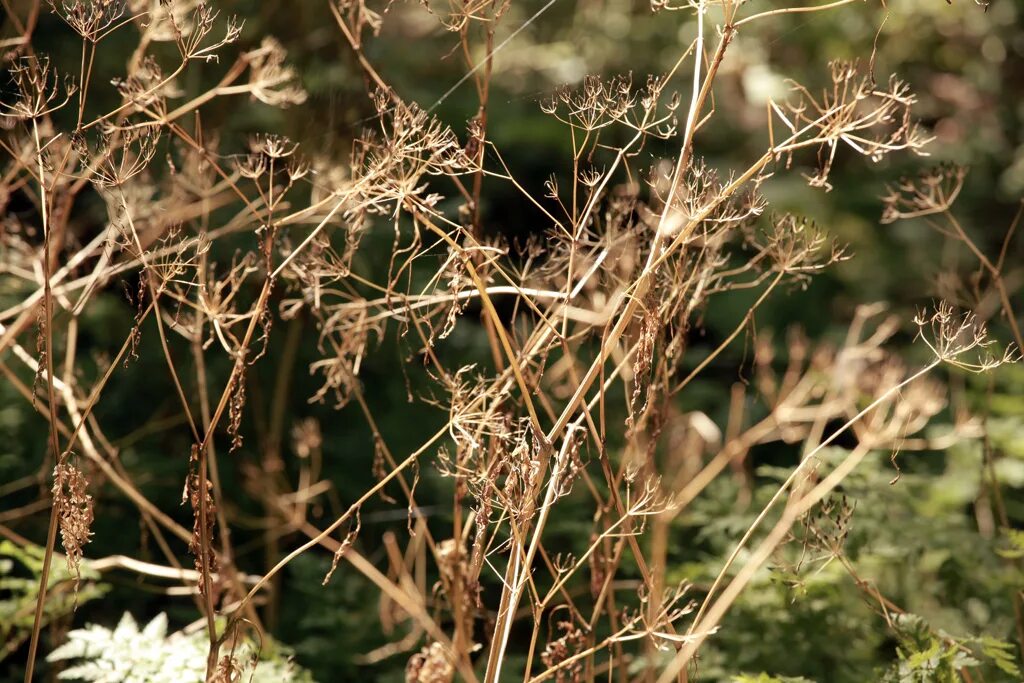 Dry plants. Dry Plant. Dried Brush Plant. Dried out vegetation. Dry rot of Plants.