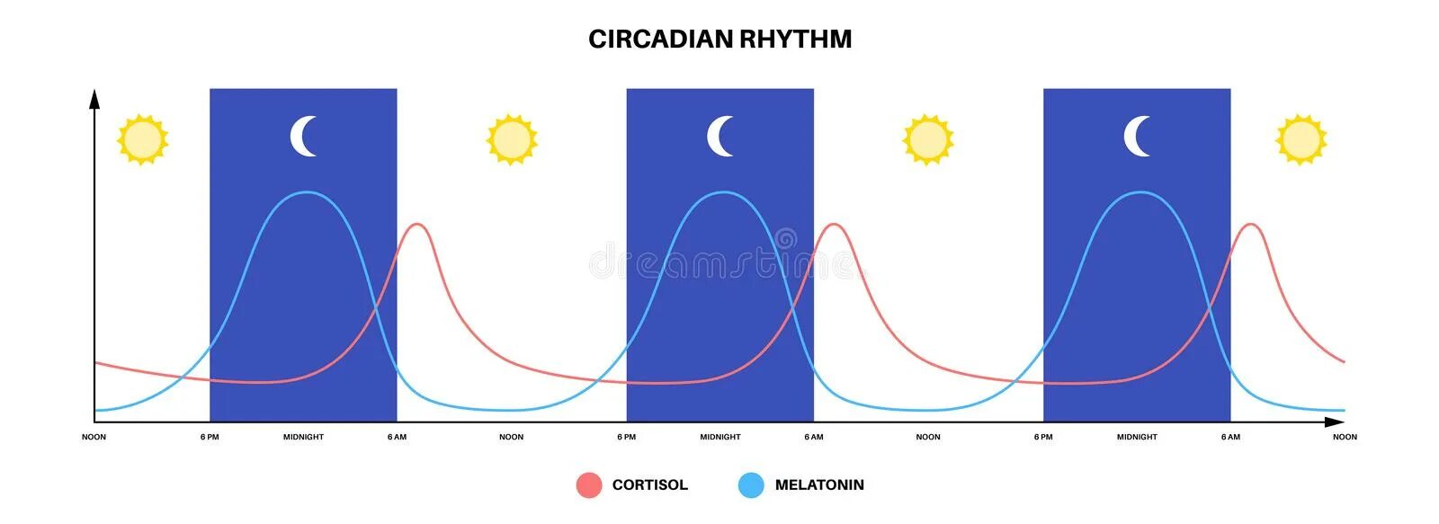 Melatonin and Circadian Rhythms. Ритм игра Melatonin. Gif of how our Cells Flicker according to Circadian Rhythms. Цикл пробуждение