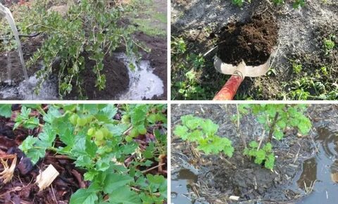 Пересадка красной смородины осенью на новое место