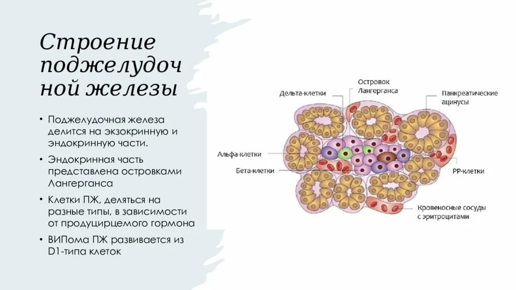 Островки Лангерганса. Клетки Лангерганса. Экзокринная и эндокринная часть поджелудочной железы. Эндокринная часть представлена островками Лангерганса.