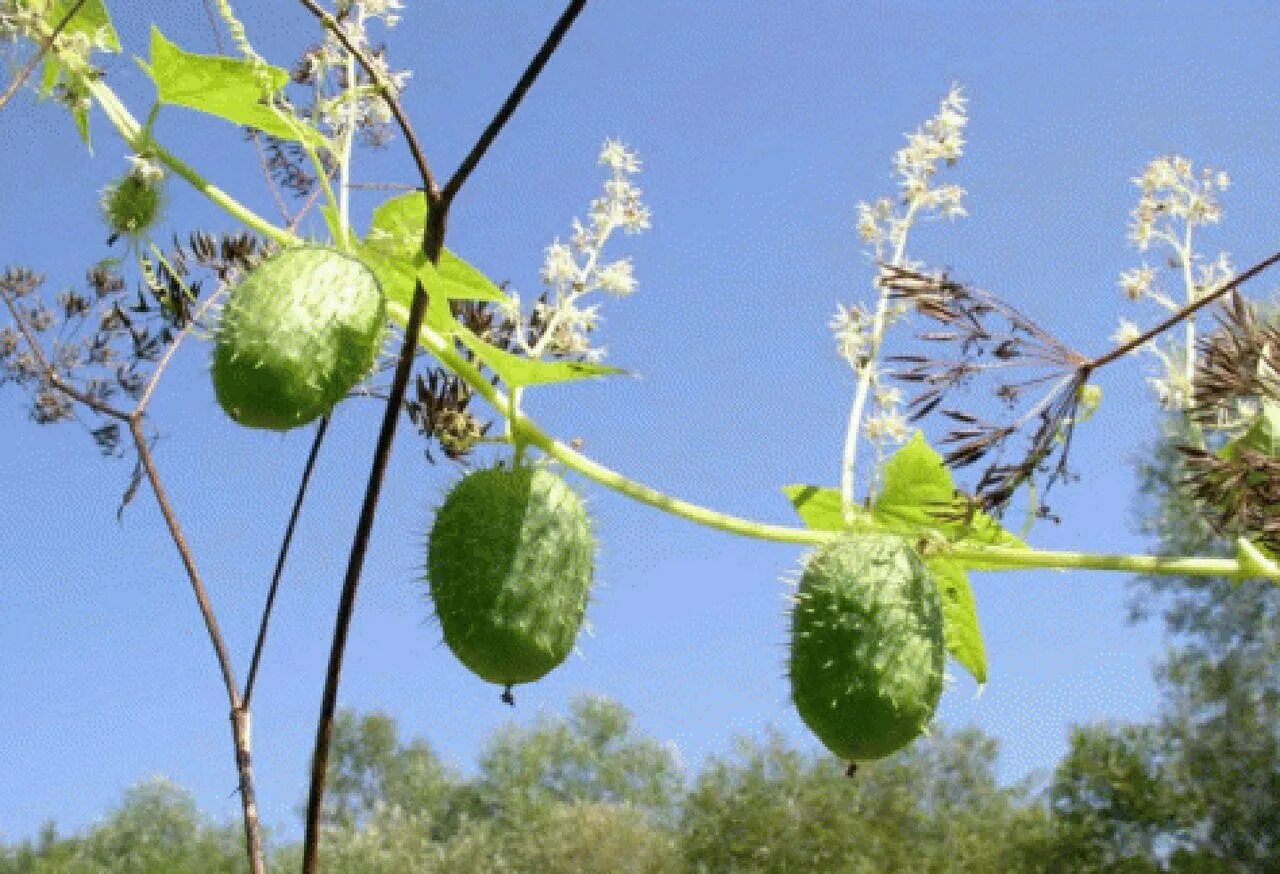 Эхиноцистис (дикий огурец). Эхиноцистис лопастный бешеный огурец. Эхиноцистис. Эхиноцистис лопастный бешеный огурец. Эхиноцистис.