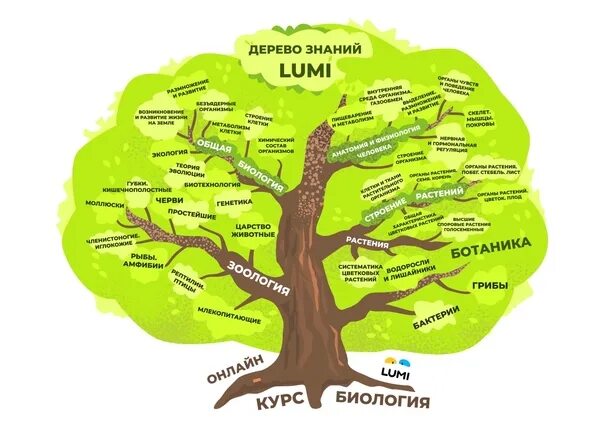 Познание курс. Дерево знаний. Мотивирующие дерево знаний. Дерево знаний для мотивации. Дерево познания.