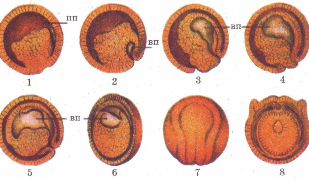 У представителей какого класса развитие зародыша. Эмбриология стадии развития эмбриона. Онтогенез органогенез. Эмбриональные этапы Эволюция. Стадии эмбрионального развития лягушки.
