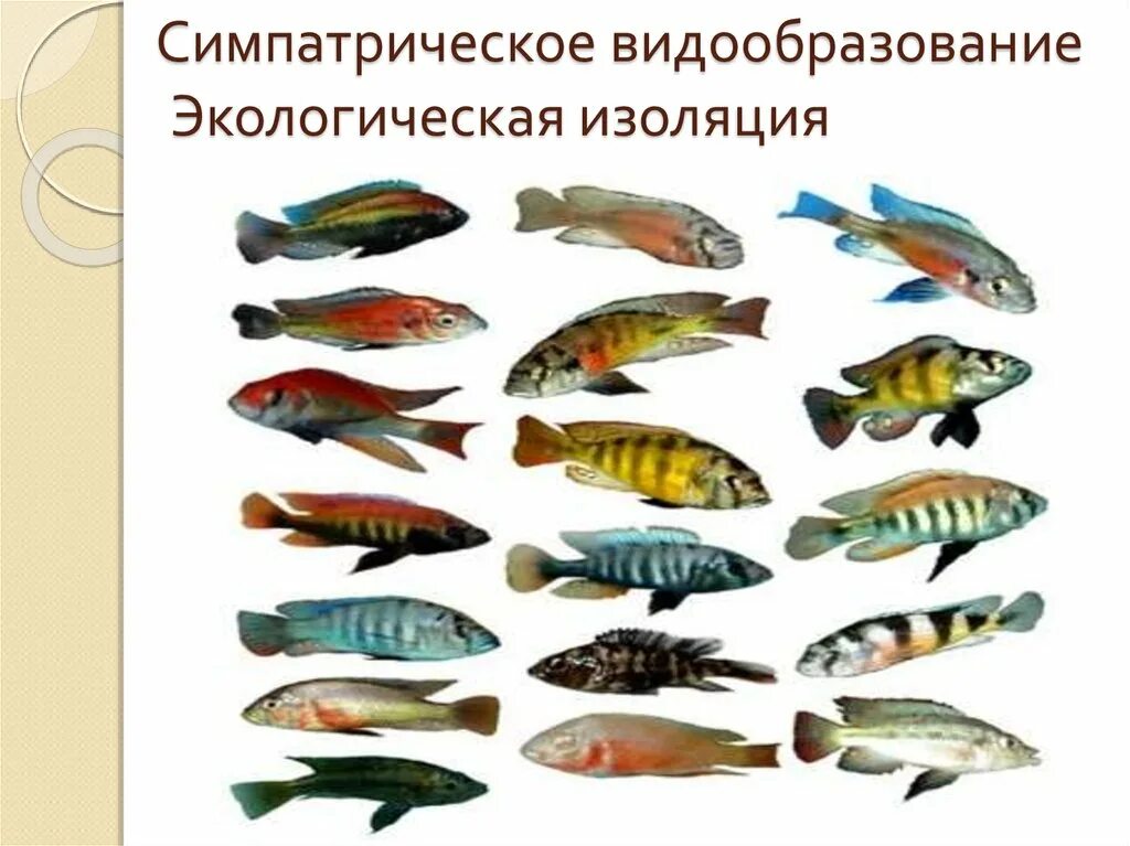 Многообразие видов рыб. Рыбы цихлиды видообразование. симпатрическое видообразование. рыбы озера цихлиды видообразование. симпатрическое видообразование цихлиды.
