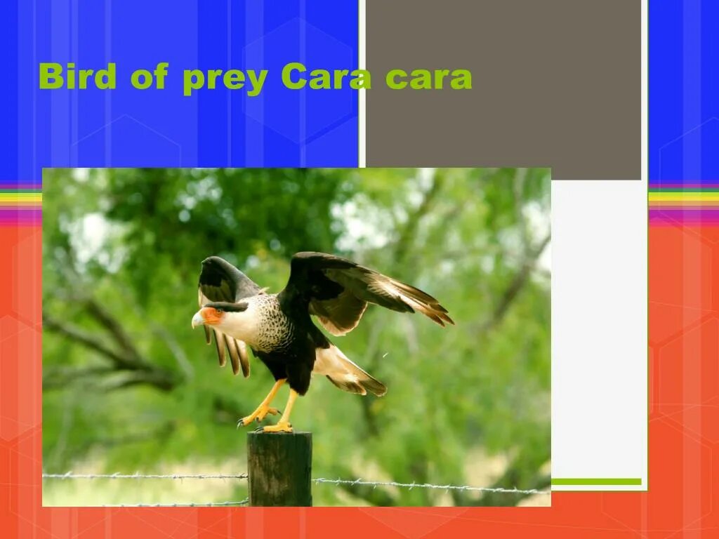 Vk cara cara. Cara cara Bird длина режущей.