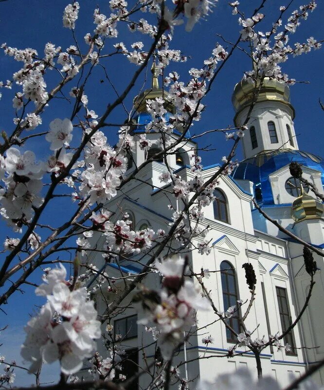 храм весной. весна в монастыре. оптина пустынь монастырь колокола. весна в костроме. церковь весна.