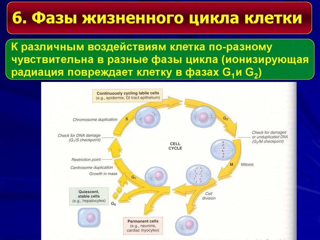 Основные этапы жизненного цикла клетки. 2 Периода жизненного цикла клетки. Фазы жизненного цикла клетки. Стадии жизненного цикла клетки.