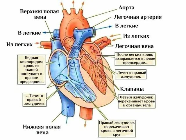Верхняя и нижняя полые вены сердце