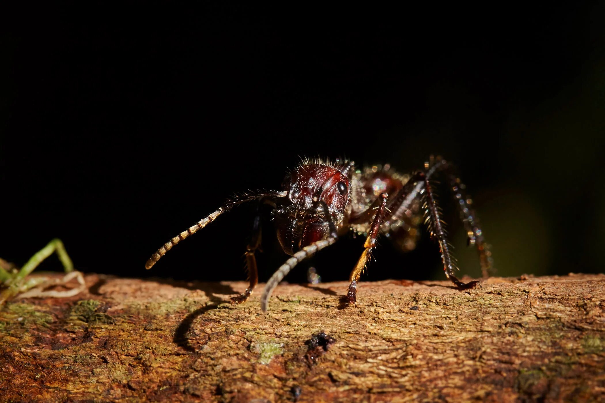 Canon 100mm 2.8 macro. Canon EF 100mm f/2 USM. Canon 100 mm f2.8 macro. Макрообъектив Canon 100.