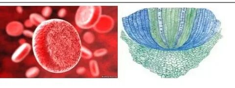 Ирина Зимина жалаңаш