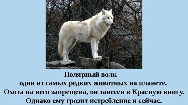 Где находится полярный волк колония на карте. Доклад про волка 2 класс. Полярный волк занесен в красную книгу. Полярный волк презентация для детей. Волк для презентации.