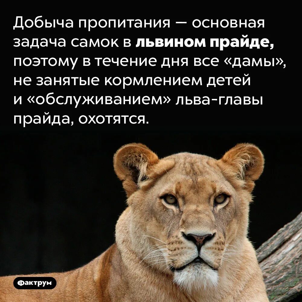Лев интересные факты. Интересные факты о львах. факты про львов. интересные факты о льве животном. лев интересный.