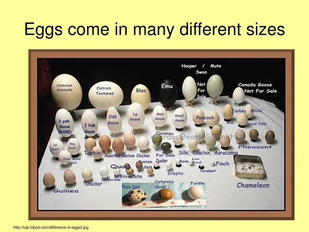 Размер яйца со. Размер яиц. Размер куриного яйца. Диаметр яйца. Диаметр куриного яйца.