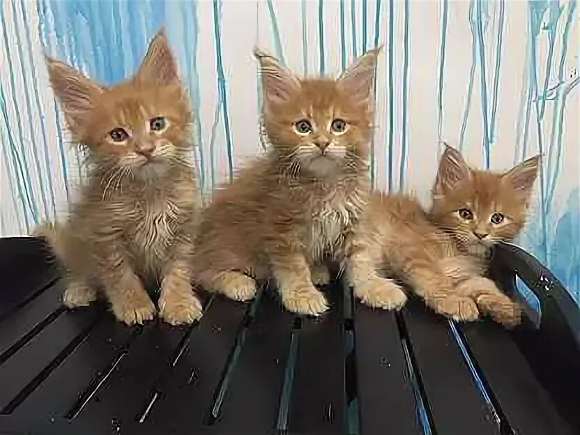 Котята мейн кун 2 недели фото. Полидактильный. Мейн кун окрас черный мрамор табби. Чаузи серебро. Котенок мейн куна краснодар.