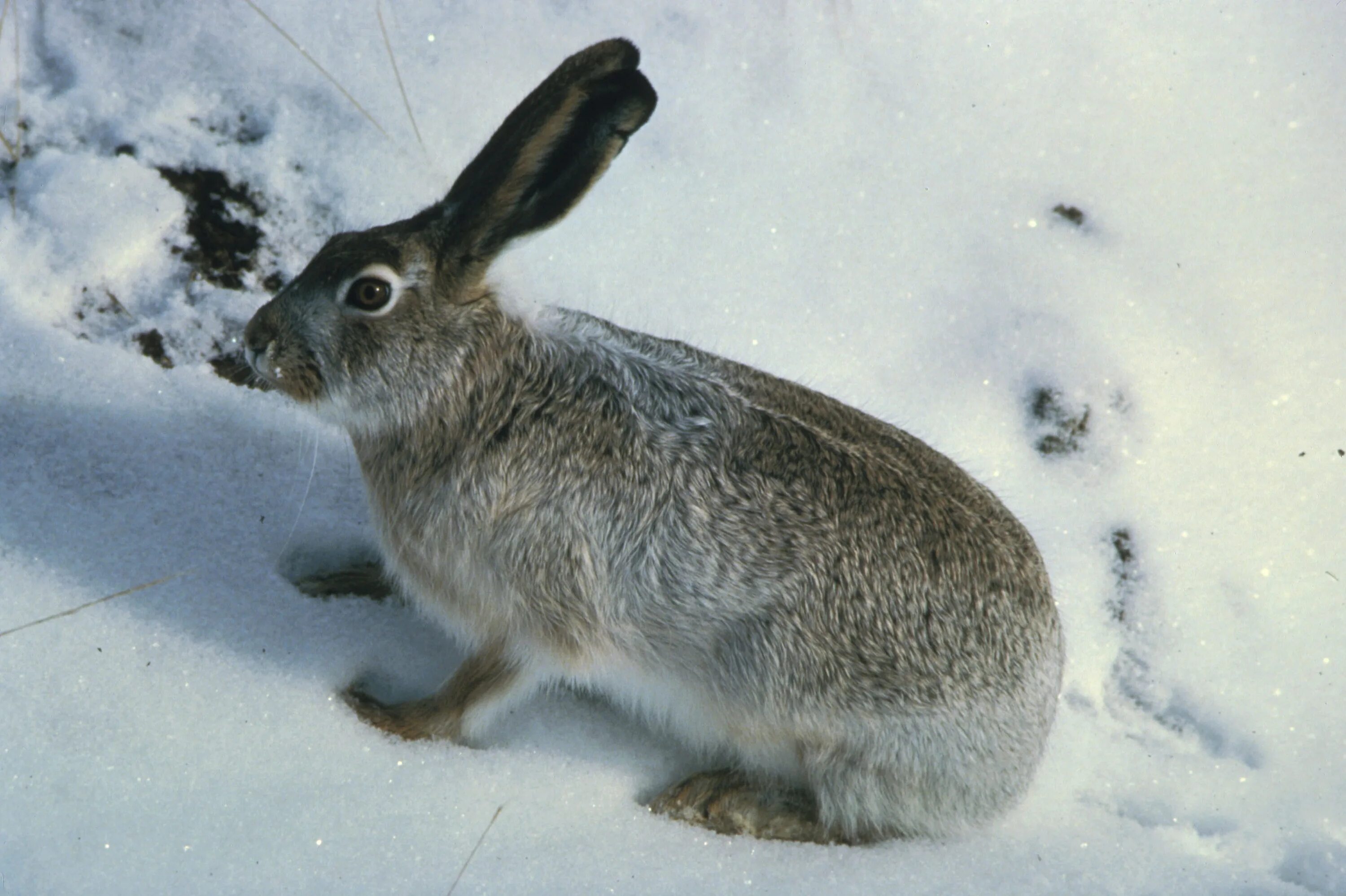 Серый заяц-Русак. Заяц Русак белый. Белохвостый кролик. Заяц Русак и кролик. Изменение окраски зайца беляка