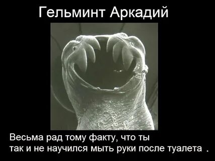 Песня я твой червь в голове