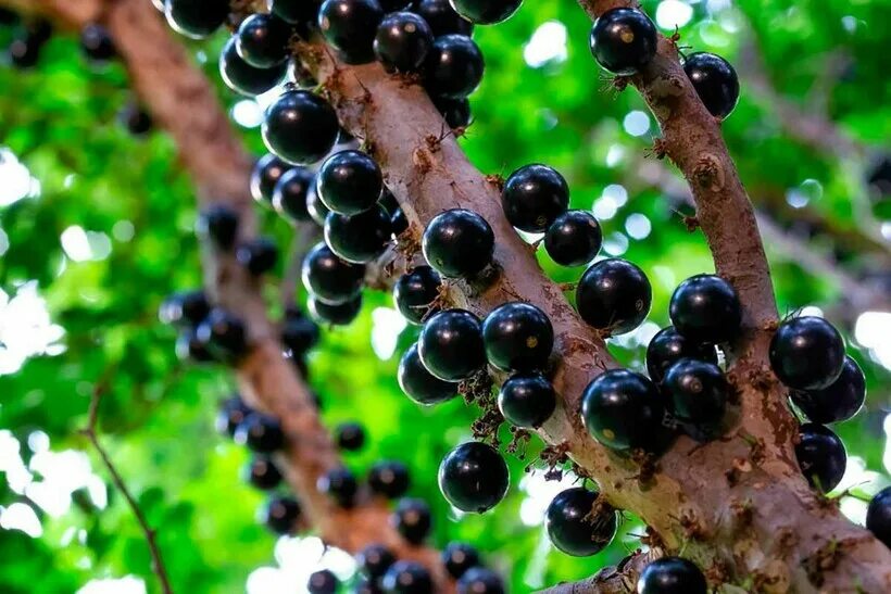 Jabuticaba The Tree that Fruits on its Trunk Fruit trees for sale, Fruit, Grap