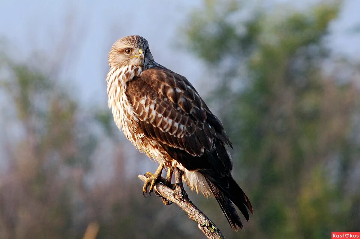 птицы ставрополья