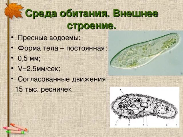 Инфузория туфелька среда обитания