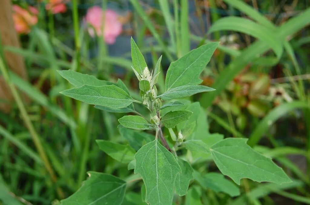 Сорняк обыкновенный. Марь белая лебеда. Марь белая сорняк. Марь (Chenopodium). Лебеда (Марь обыкновенная, Марь белая).