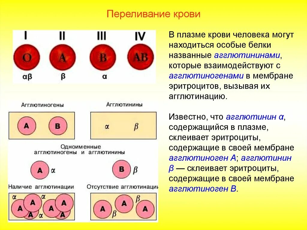 Антигены первой группы. Группы крови таблица эритроциты плазма. Свертывание крови переливание крови группы крови. Первая группа крови эритроциты. Передиваниегруппыкроыи.