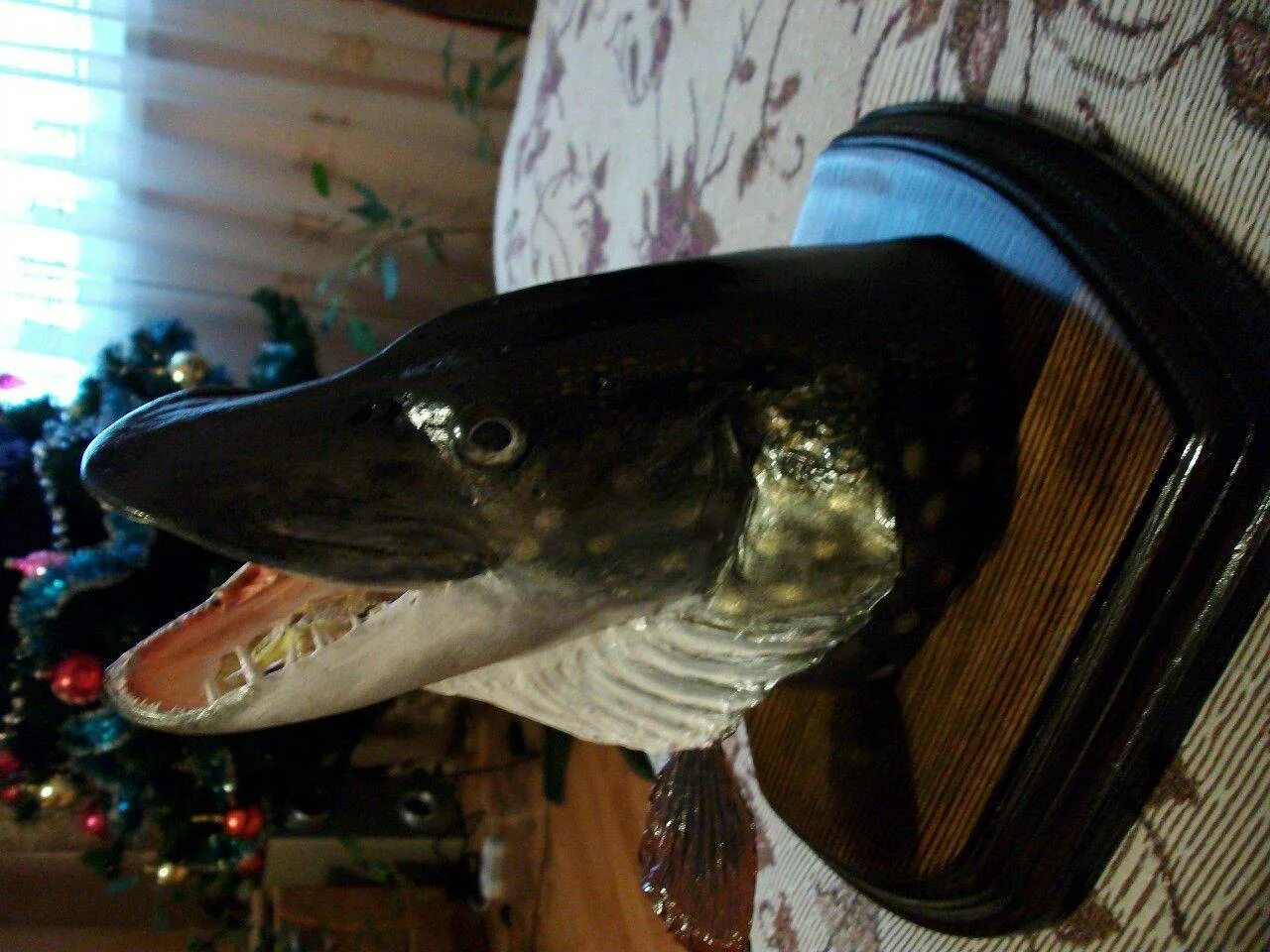 Чучело головы щуки. Чучело головы щуки. Глаза щуки для чучела. Чучело щуки. Чучело рыбы.