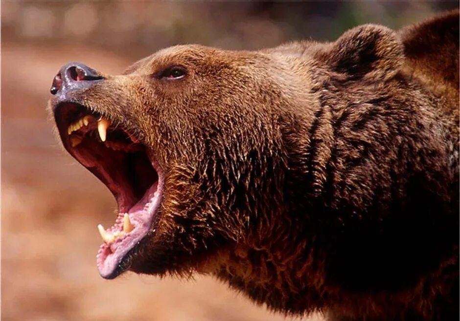Медведь опасный хищник. Ursus arctos horribilis. Хищники в лесах новосибирской. Медведь гризли. Бурый медведь.