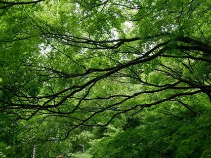В пышной зелени деревьев